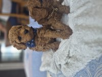 Toy poodle teslime hazır