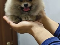 Pomeranian Boo Erkek Ve Dişi Yavrularımız