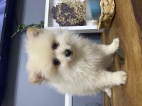 Alman Spitz Irk garantili erkek