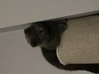 Acil Sahiplendirme Scottish Fold