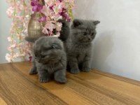 British Shorthair Kedimiz