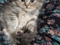 British shorthair