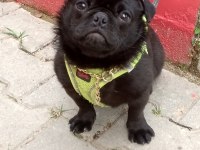 Pug Denizli