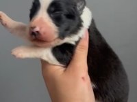 Safkan Border Collie Yavrular