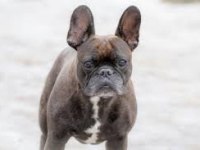 Son kalitede french bulldog