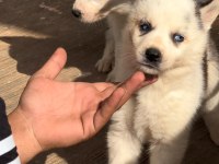 Antalya husky yavru