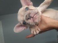 French bulldog erkek