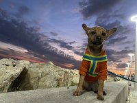 Chihuahua 9 Aylık (Şivava)