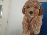 Anne altından 2 aylık erkek toy poodle