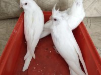 Albino sultan papağanı yavrusu