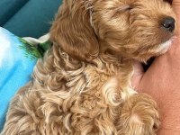2 Aylık Toy Poodle