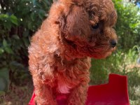 Kore orjinal toy poodle iki dişi iki erkek