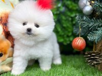 Pomeranian yavrumuza yuva arıyoruz
