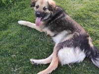 Ücretsiz sahiplendirme köpeğimiz