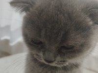 Yavru 2 aylık scottish fold kedimiz