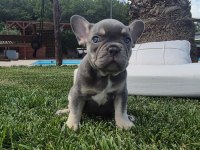 Blue French Bulldog Yavruları İstanbul 
