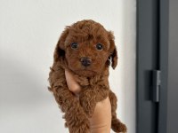 Orjinal yavru kore poodle