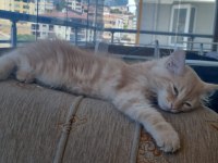 3 aylık yavru kediler acil yuva