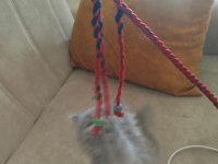 40 günlük british longhair