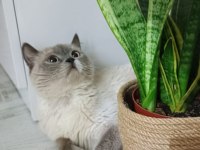 Sahiplendirme british shorthair