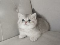 British shorthair golden cy ve ay yavrularım karşınızda