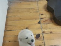 Golden retriever yavru 2 aylık erkek