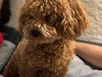 Sevgi ile büyütülen teacup ve toy poodle bebeklerimiz