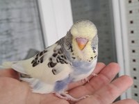 Reni Güzeli Kaliteli Erkek Bebek Muhabbet Kuşu