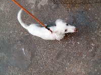 Maremma çoban köpeği