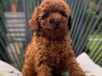 TOY POODLE YAVRULARI