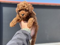 Petmode köpek çiftliğinde ziyarete açık toy poodle