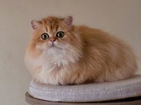 Şecereli British Longhair dişi