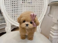 Puf Bebek Maltipoo