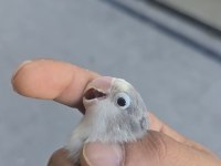 Yavru ısırmayan bebek cennet papağanı yavrular