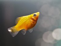 LEPİSTES MOLİ ÇÖPÇÜ TOPTAN VEYA PARAKENDE balıklar