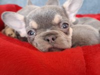 Üst Kalite Lilactan French Bulldog Bebekler