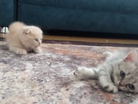 Scottish fold yavru