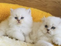 Maviş point British Longhair bebeklerim 