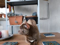 ÖZEL LİLA RENK 1 YAŞINDA DİŞİ CHİHUAHUA