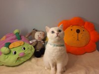 Ücretsiz sahiplendirme british shorthair kontes yuva arıyor