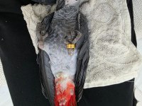 JAKO PAPAĞANI 35 GÜNLÜK