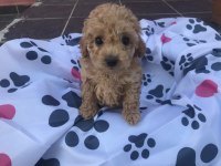 Oyuncu toy poodle yavrular