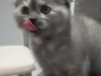 Güzel british shorthair kızlarımıza yeni sahibini arıyoruz