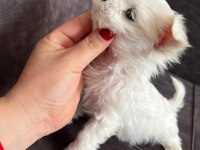 Orijinal Kore kan maltese erkek bebeğim