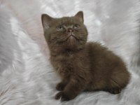 Cinnamon dişi british shorthair