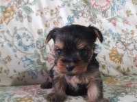 Terrier yorkshire yavrular