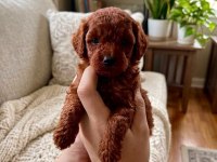 Toy poodle dişi erkek yavrular