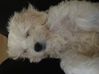 2.5 aylık maltese terrier