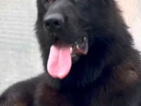 SOİLD BLACK SAFKAN ALMAN KURDU YAVRULAR