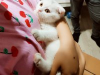 Scottish fold yumurcak yuva arıyor